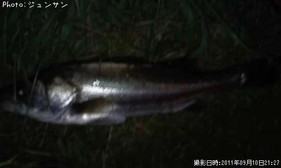 シーバス