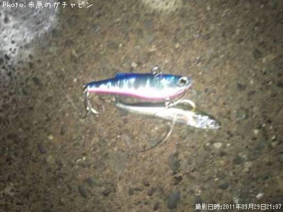 シーバスじゃない(>_<)