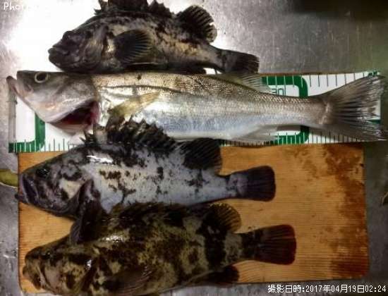 シーバス、クロソイ、タケノコメバル
