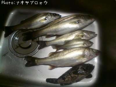 シーバス・ソイ