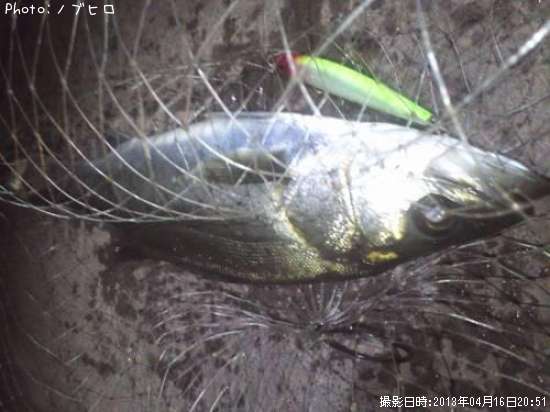 シーバスとメバル