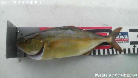 シマアジ