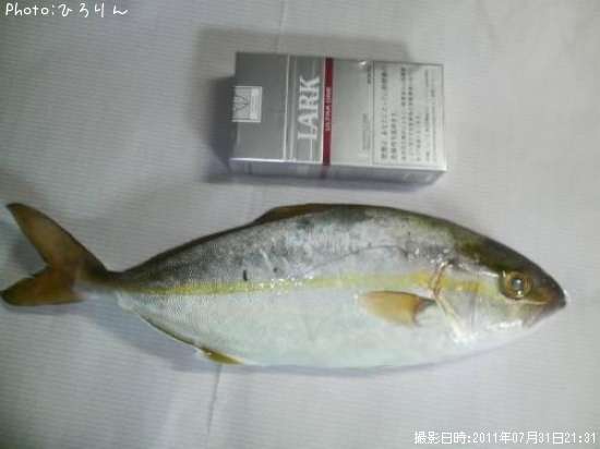 シマアジ