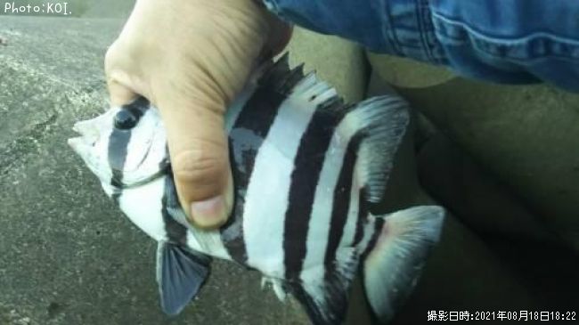 シマダイ