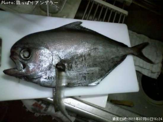 シマガツオ
