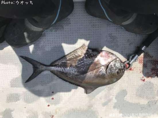 シマガツオ