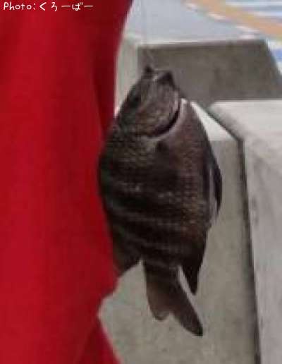 シマスズメダイ