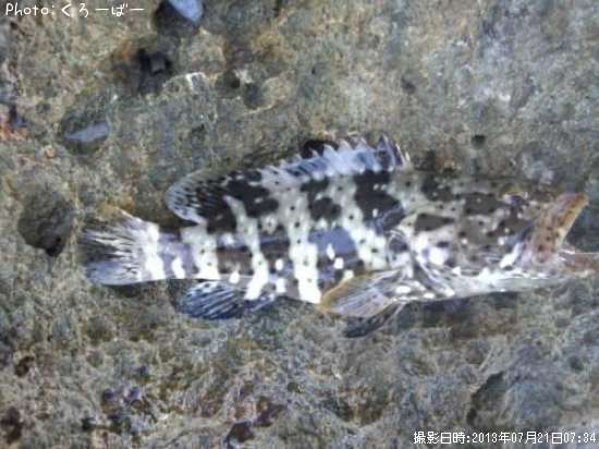 シモフリハタ