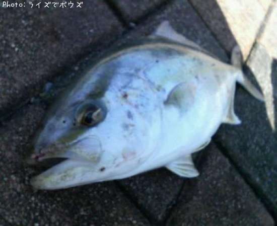 シオ