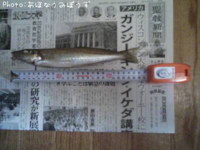 シロギス
