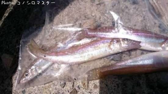 シロギス