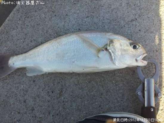シログチ?二匹目