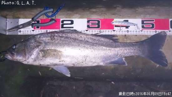 シーズン