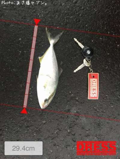 ショゴ