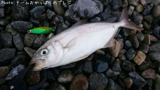 ショゴ