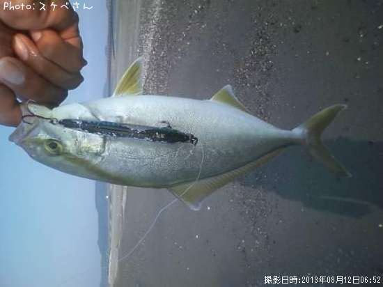 ショゴ