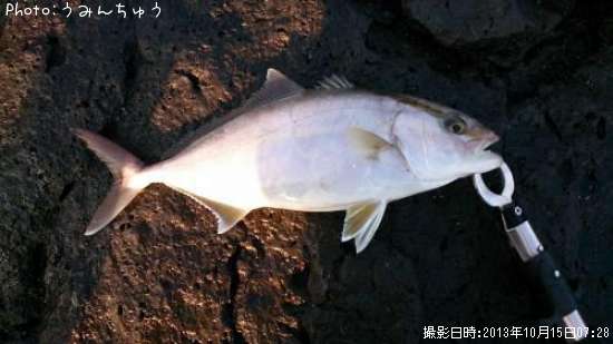 ショゴ