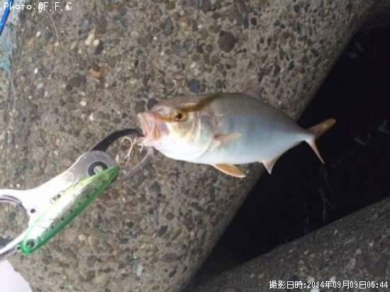 ショゴ