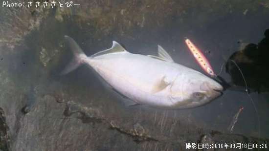 ショゴ&カマス&ムツ