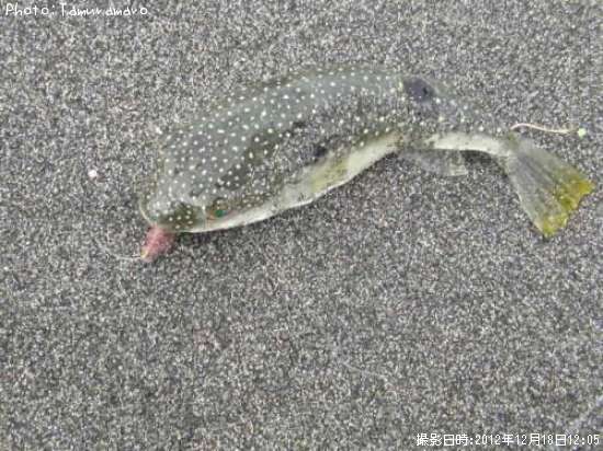 ショウサイふぐ