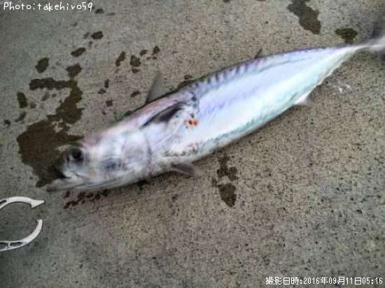 ソーダ鰹