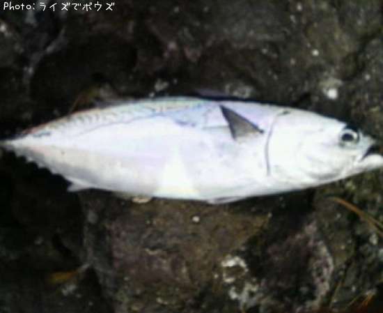 ソーダカツオ