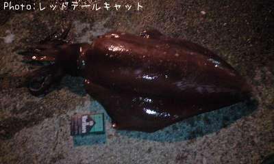 ソデイカ