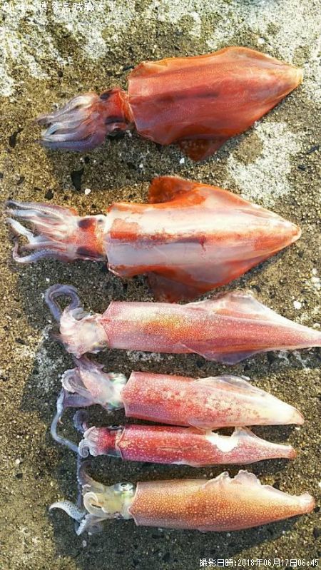 ソデイカ、ケンサキイカ