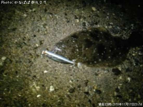 ソゲ