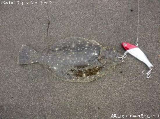 ソゲ