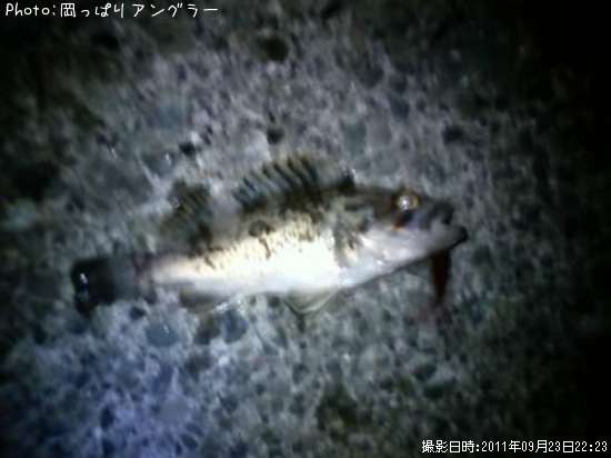 ソイなど