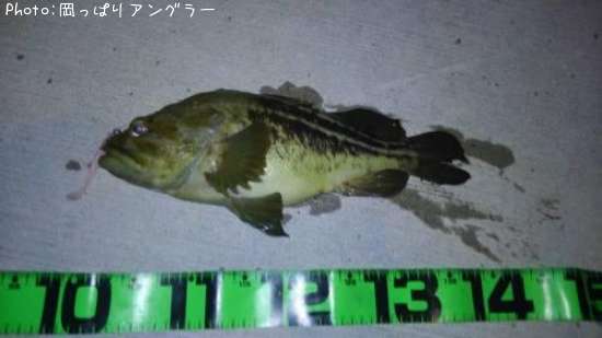 ソイたち