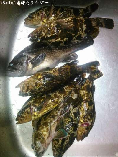 ソイ、タケノコメバル、カサゴ