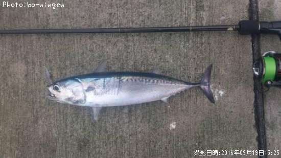 ソウダガツオ