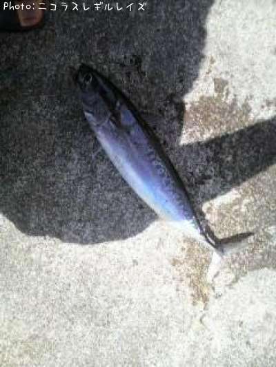 ソウダカツオ