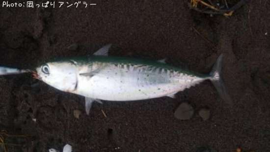ソウダ&サバ