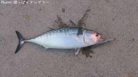 スマガツオ