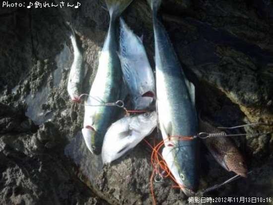 スマ鰹 平の子 鰤の子 モンチャン