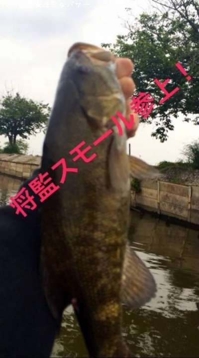 スモールマウスバス