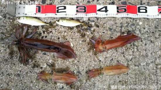 スルメイカ、ケンサキイカ、アジ