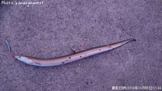 たぶんハモ?