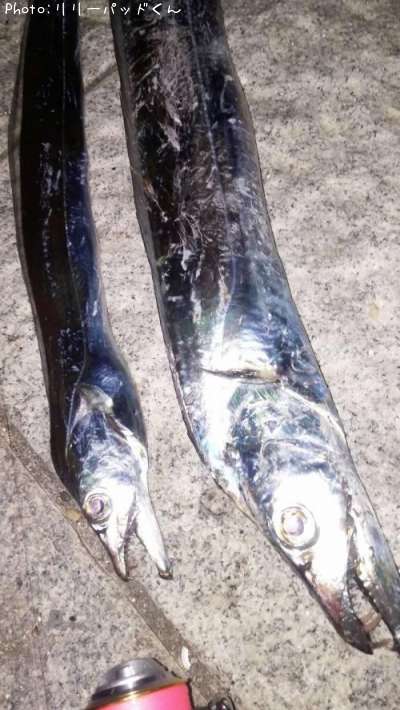 タチウオ