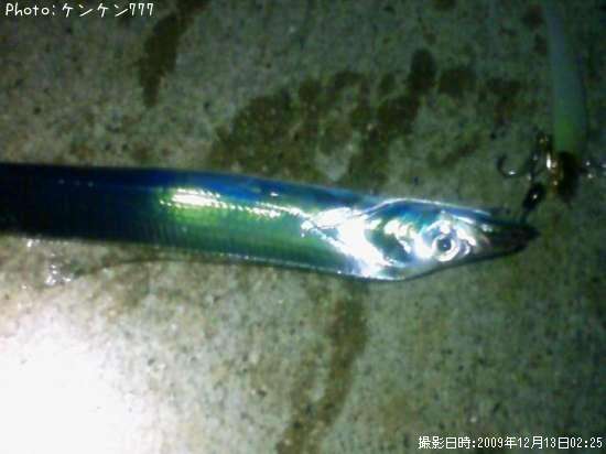 タチウオ