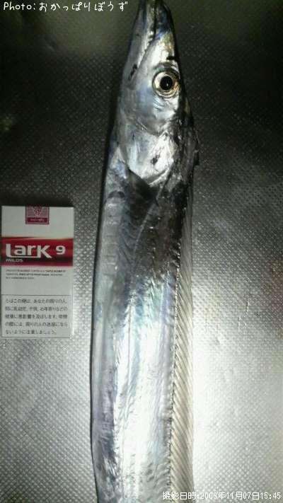 タチウオ