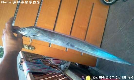 タチウオだぜ!