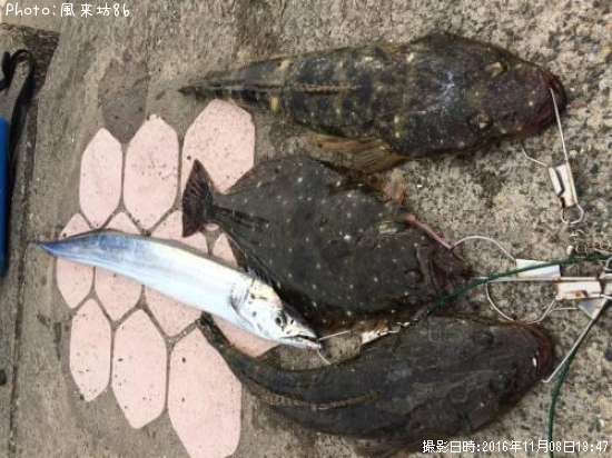 タチウオ&ヒラメ&マゴチ