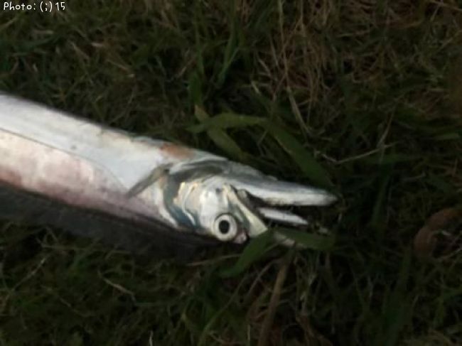 タチウオ、イシモチ