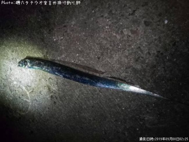タチウオ/他人の竿で私が釣果です!