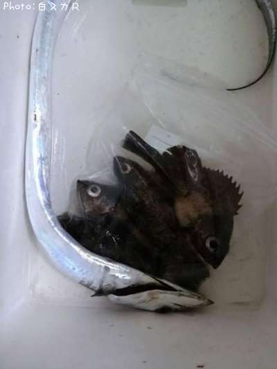 タチウオとメバル