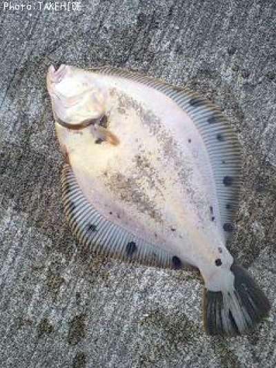 タカノハガレイ